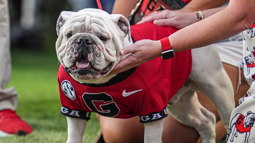 Internet InfoMedia georgias famed mascot staying home for teams game vs texas crazy as hell