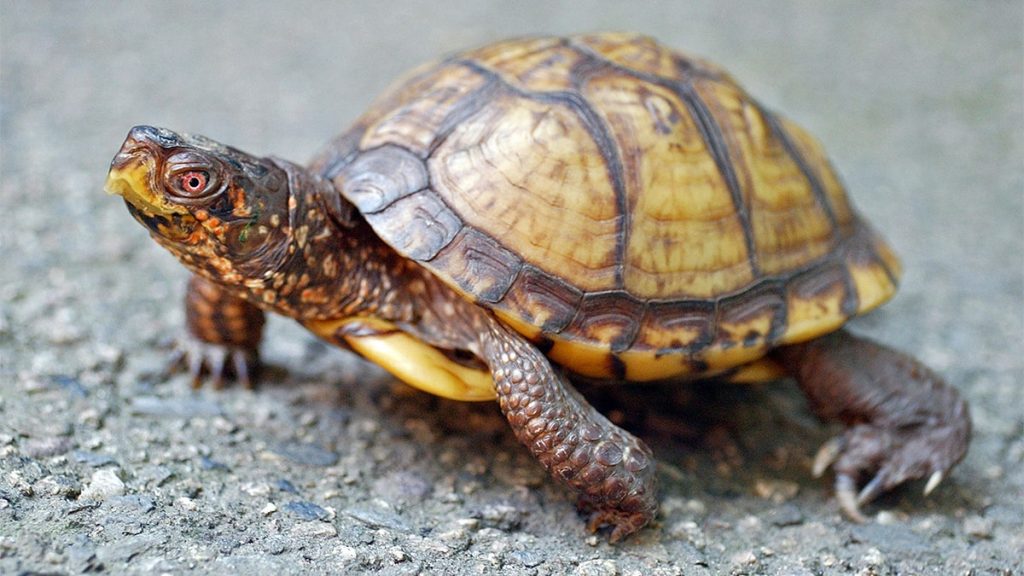 Internet InfoMedia woman caught smuggling 29 protected turtles from us to canada