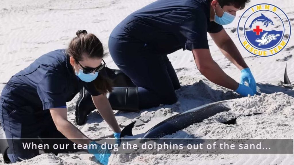 Internet InfoMedia four dolphins found dead on mississippis petit bois island in very unusual event