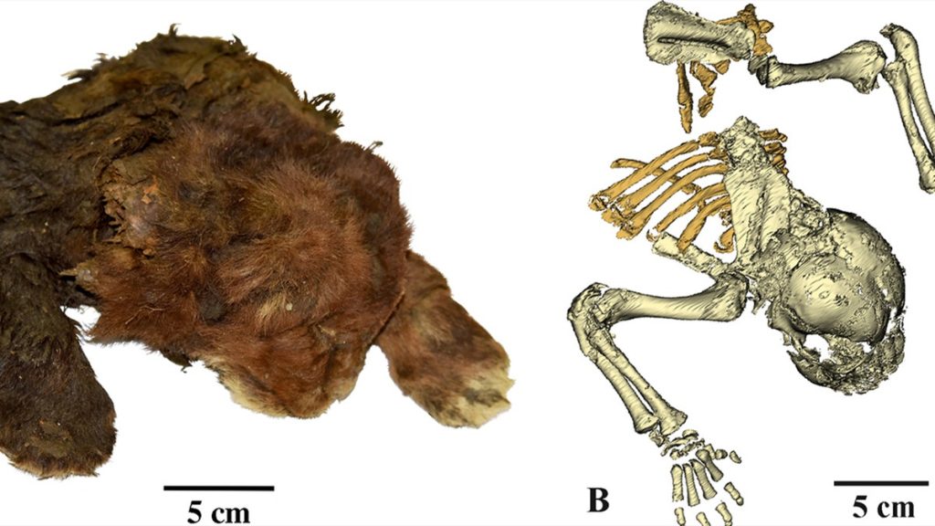 Internet InfoMedia scientists study very rare frozen remains of 35000 year old saber toothed cub