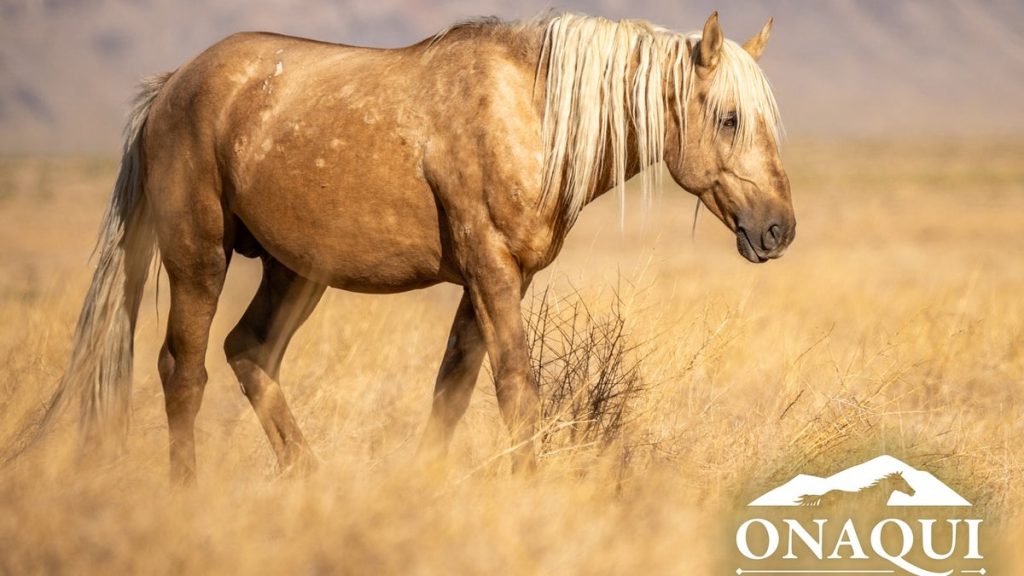 Internet InfoMedia utah authorities offering 30k reward for information on shooting death of wild horse