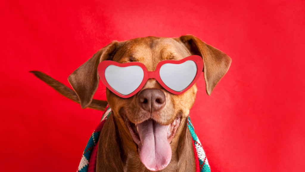 Internet InfoMedia show your pet love on valentines day with these 10 picks