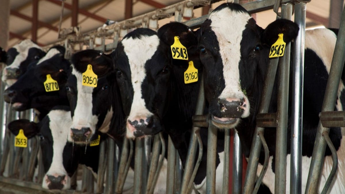 Internet InfoMedia bird flu found in arizona dairy cattle milk after being first detected in neighboring nevada