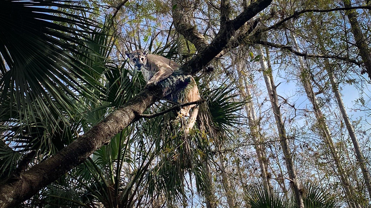 Internet InfoMedia florida biologists capture heaviest panther ever recorded in the sunshine state