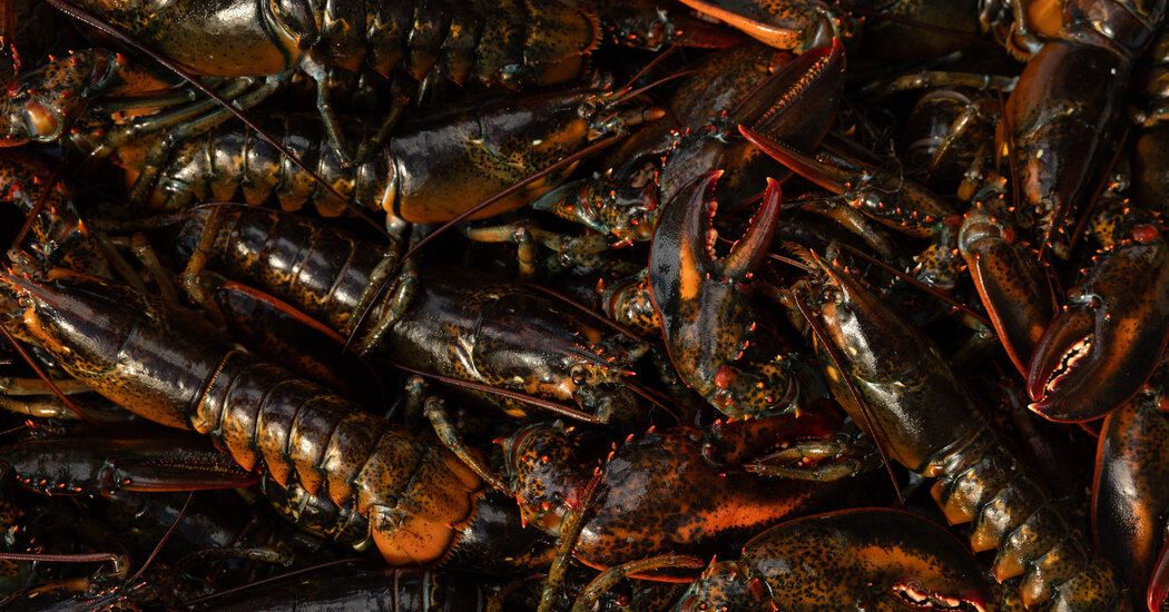 Internet InfoMedia the dark side of canadas fight over lobster