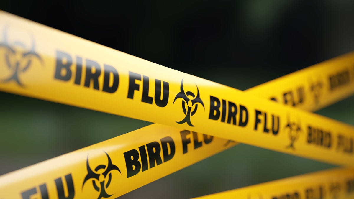 Internet InfoMedia a failing response to bird flu is hurting farmers and consumers