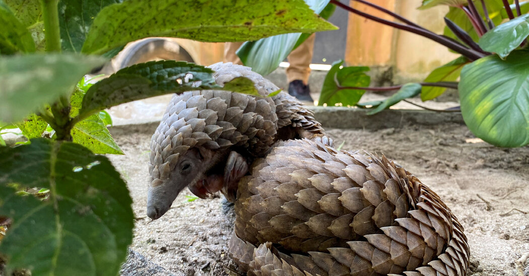 Internet InfoMedia can nigeria help save the pangolins amid a global wildlife crime crisis