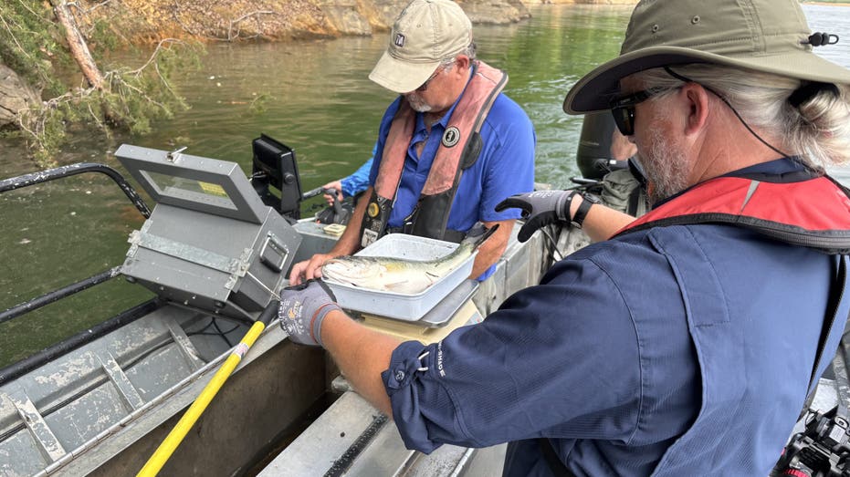Marine biologists in East Tennessee examine fish counts for the first time since Hurricane Helene Internet InfoMedia marine biologists in east tennessee examine fish counts for the first time since hurricane helene