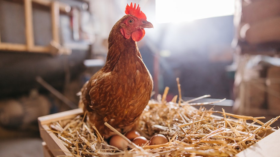 More Americans seek eggs at home as chicken coop interest surges: What experts want you to know Internet InfoMedia more americans seek eggs at home as chicken coop interest surges what experts want you to know