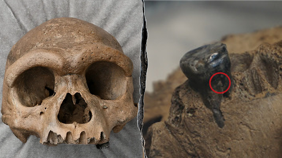 Mysterious 'dragon man' skull found in the 1930s finally identified Internet InfoMedia mysterious dragon man skull found in the 1930s finally identified