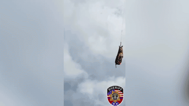 Internet InfoMedia runaway zebras wild adventure comes to an end after dramatic helicopter rescue