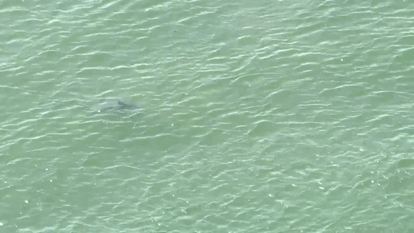 Internet InfoMedia nyc temporarily shuts down queens beaches after sharks swim dangerously close to fourth of july crowd