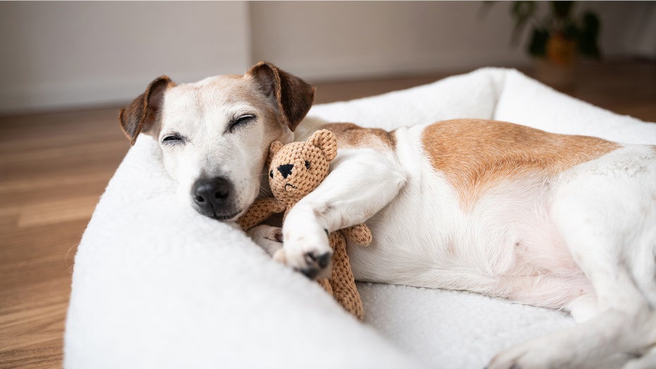 Internet InfoMedia splurge on your pet with these prime day pet deals