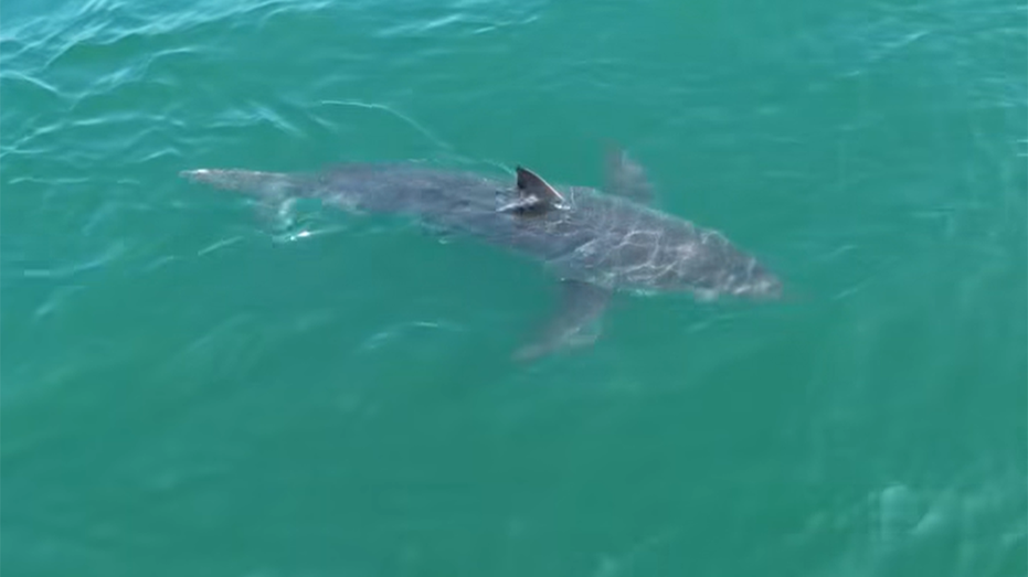 Internet InfoMedia great white shark lurking near northeast vacation spot drone video shows