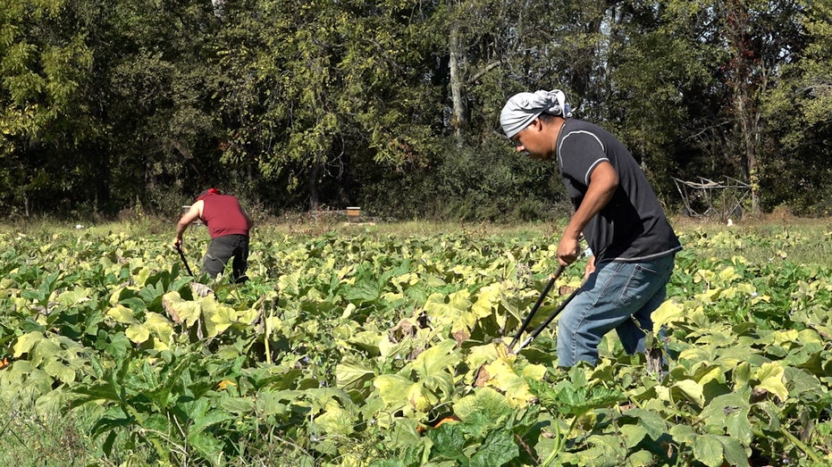 Drought conditions leave pumpkin farmers with empty fields and smaller crops Internet InfoMedia drought conditions leave pumpkin farmers with empty fields and smaller crops